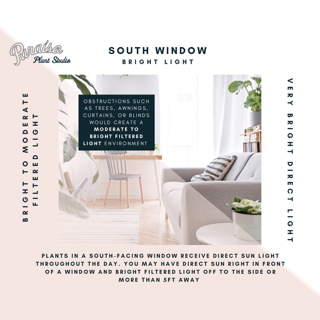 If your windows face South, you experience bright direct sun&nbsp;in-front of your window and filtered light off to the side or a few feet away from your windows.