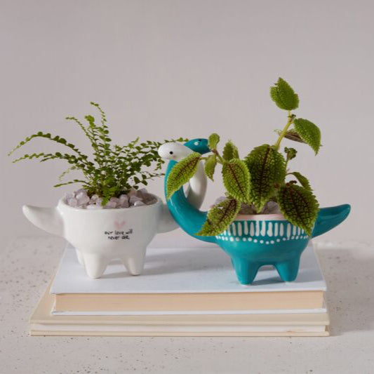 Dino Love Pots – Paraíso Plant Studio