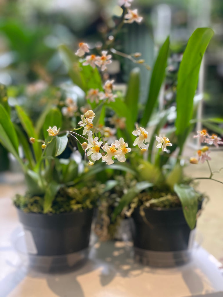 4in Oncidium Orchid 'twinkle'