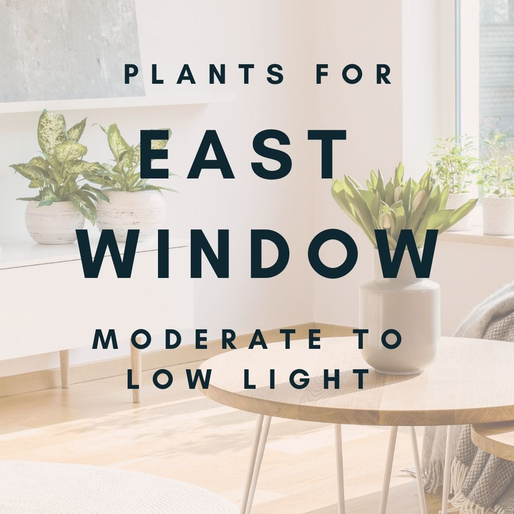 What direction do your windows face? Plants for East Window, moderate light.
