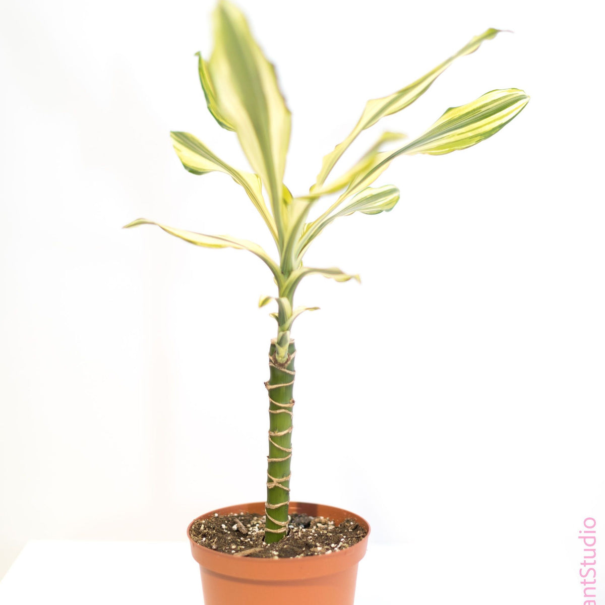 dracaena sted sol cane 6in Dracaena Stednereii Sol Cane – Paraíso Plant Studio
