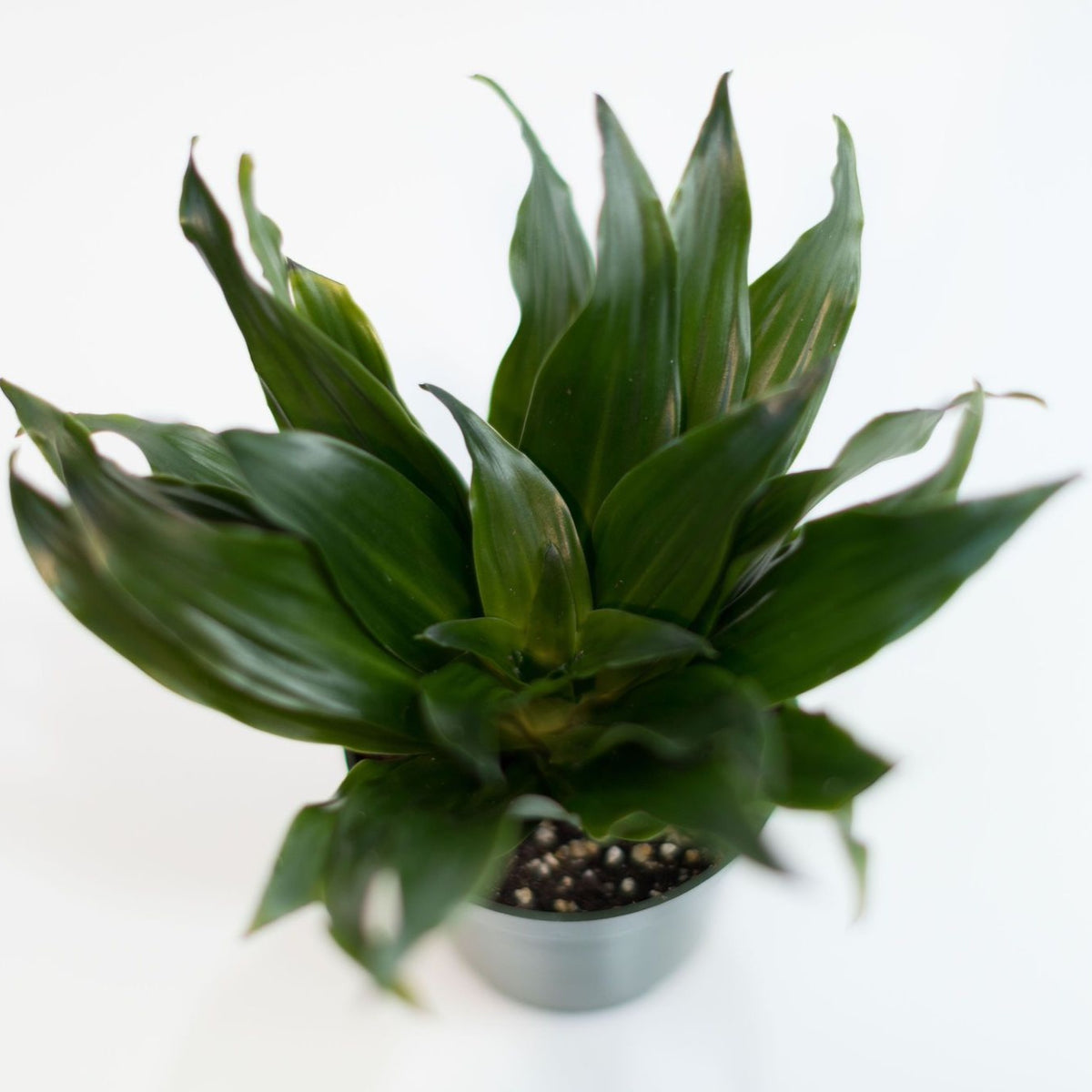dracaena pineapple plant 4in-8in Dracaena Compacta – Paraíso Plant Studio