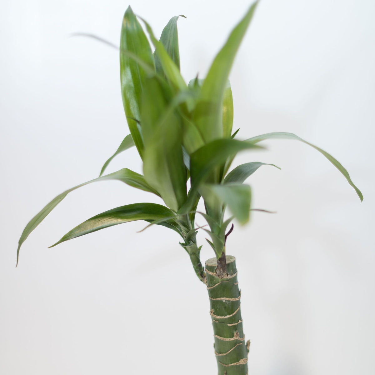 elite dracaena cane 4in-8in Dracaena Elegance Cane – Paraíso Plant Studio