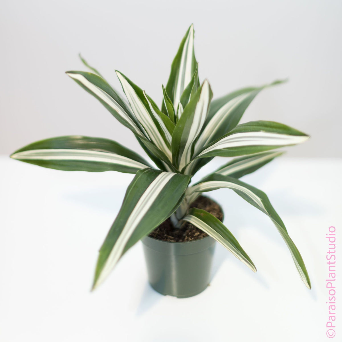 white dracaena plant 4in Dracaena White Stripe – Paraíso Plant Studio