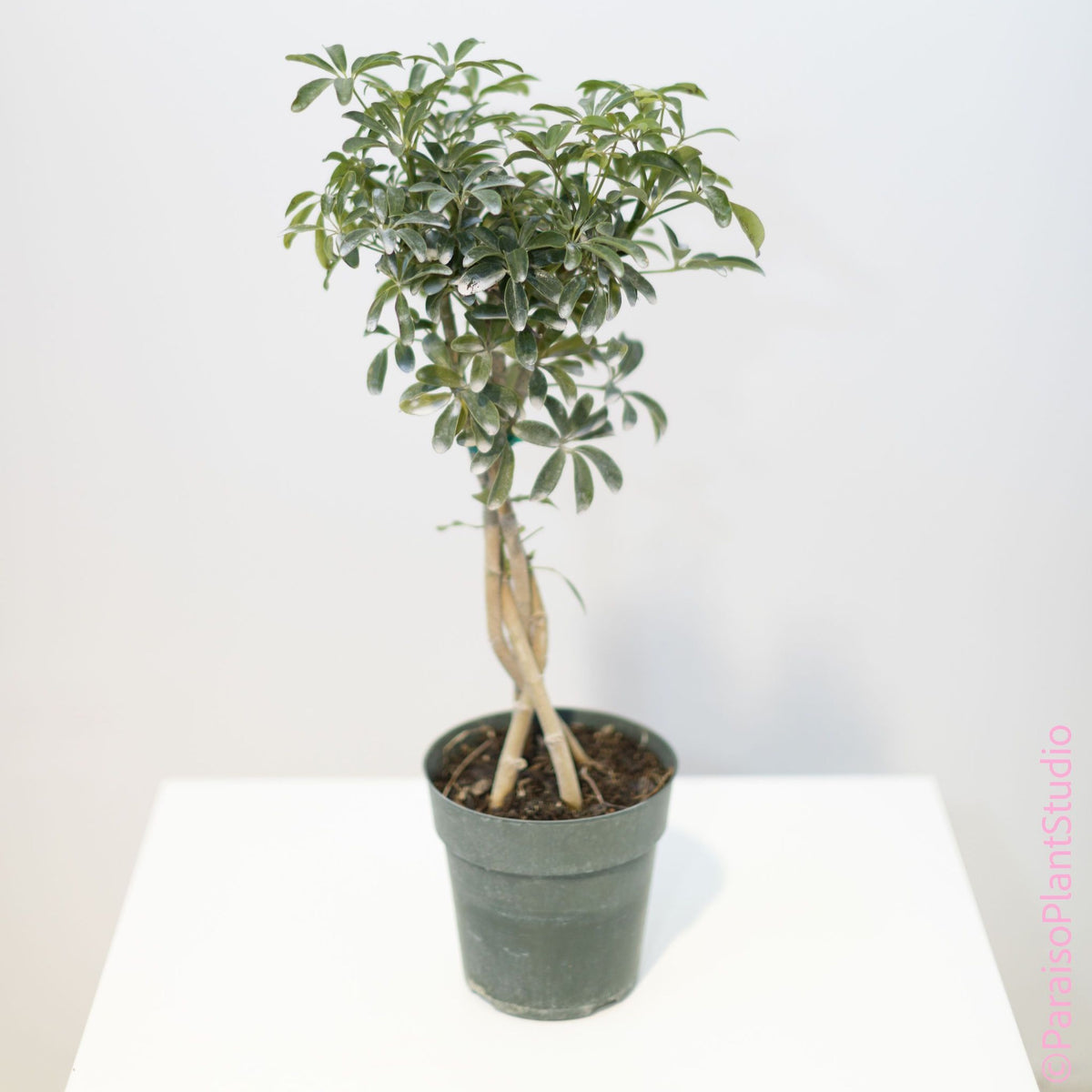 schefflera arboricola moondrop 6in Schefflera Arboricola (Umbrella Tree) with Braided Stem – Paraíso Plant  Studio