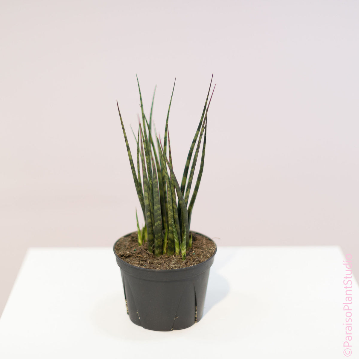 Sansevieria Fernwood Mikado – Paraíso Plant Studio