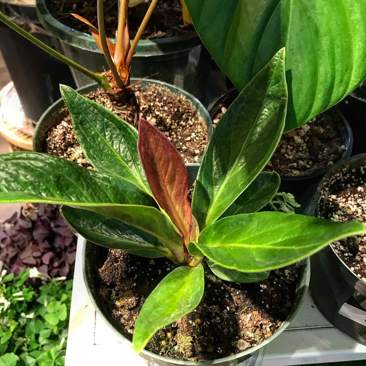 anthurium cobra mature 6in Anthurium Cobra