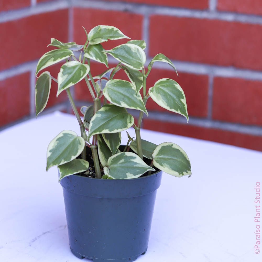 4in Peperomia Cupid