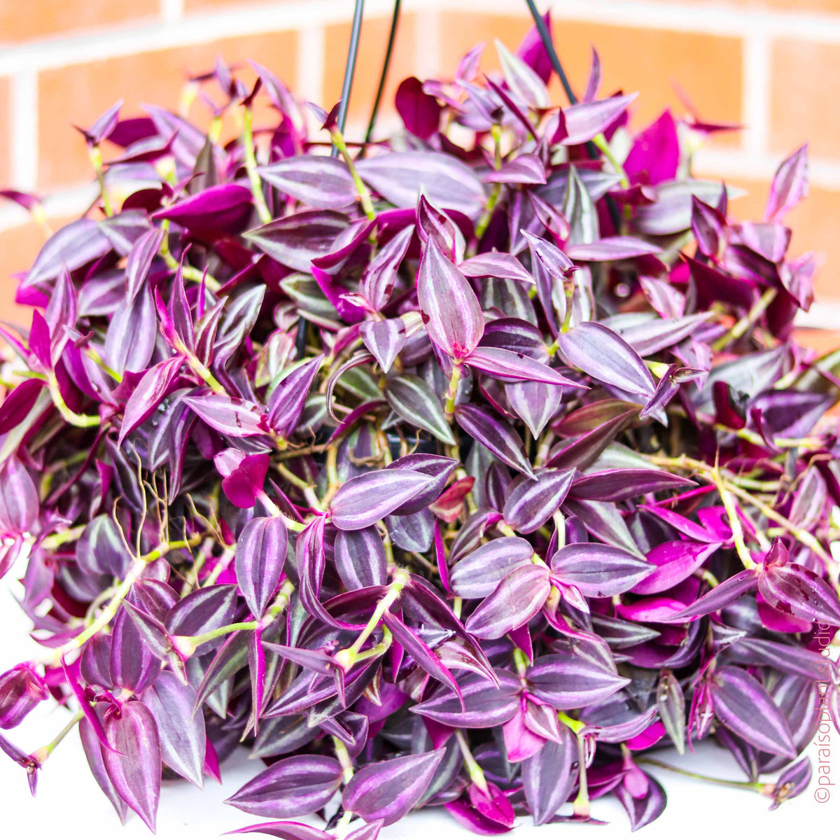 8in Tradescantia Zebrina “Deep Purple” – Paraíso Plant Studio