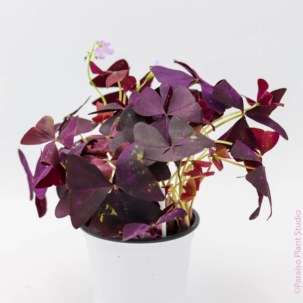 4in Oxalis Triangularis 'Purple Shamrock'