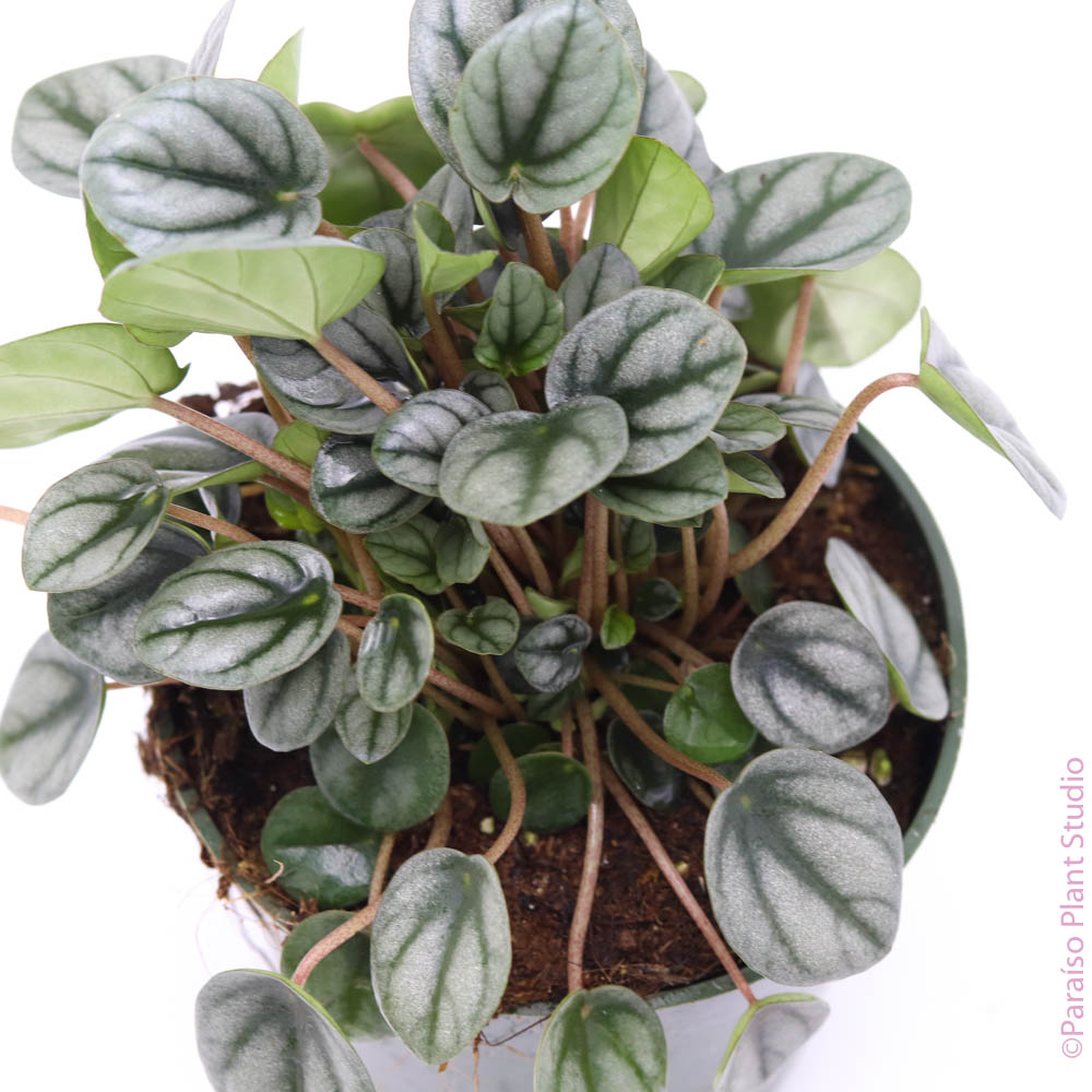 Small frosted leaves of a 4in Peperomia 'Little Toscani'
