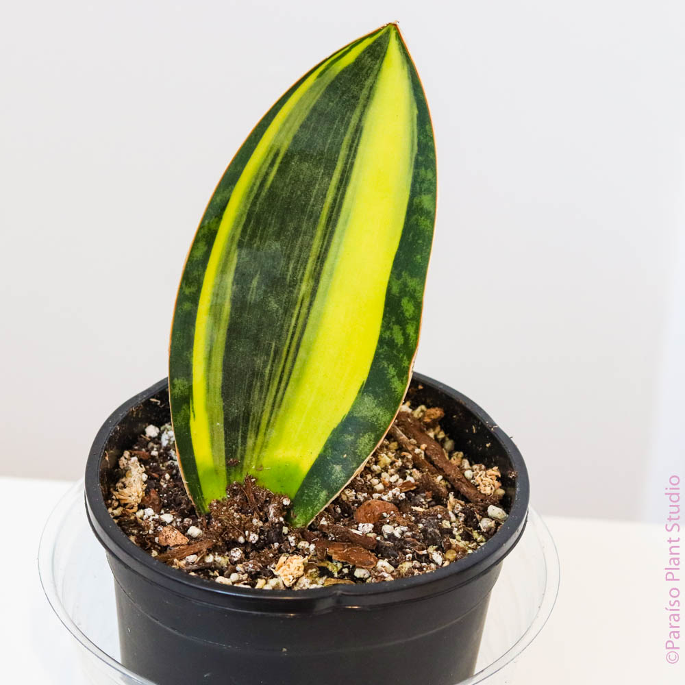 5in Sansevieria Variegated Whale Fin