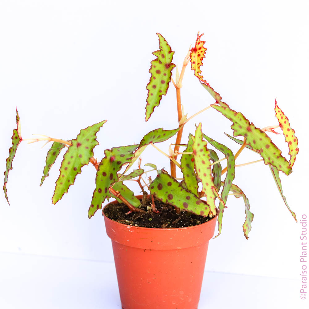 4in Begonia Amphioxus
