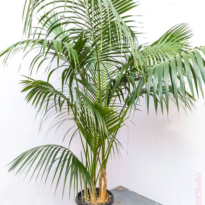 5-10gal Kentia Palm