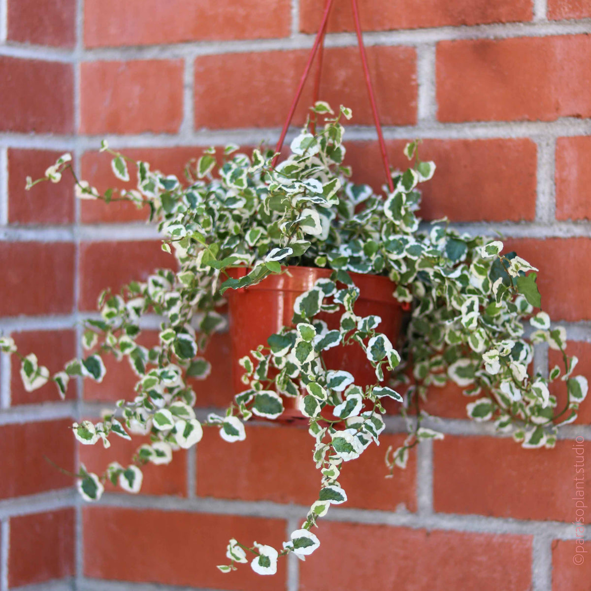 creeping fig indoor plant 6in Ficus Repens Variegated – Paraíso Plant Studio