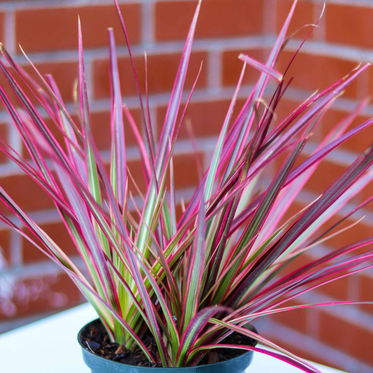 dracena colorama Dracaena Colorama