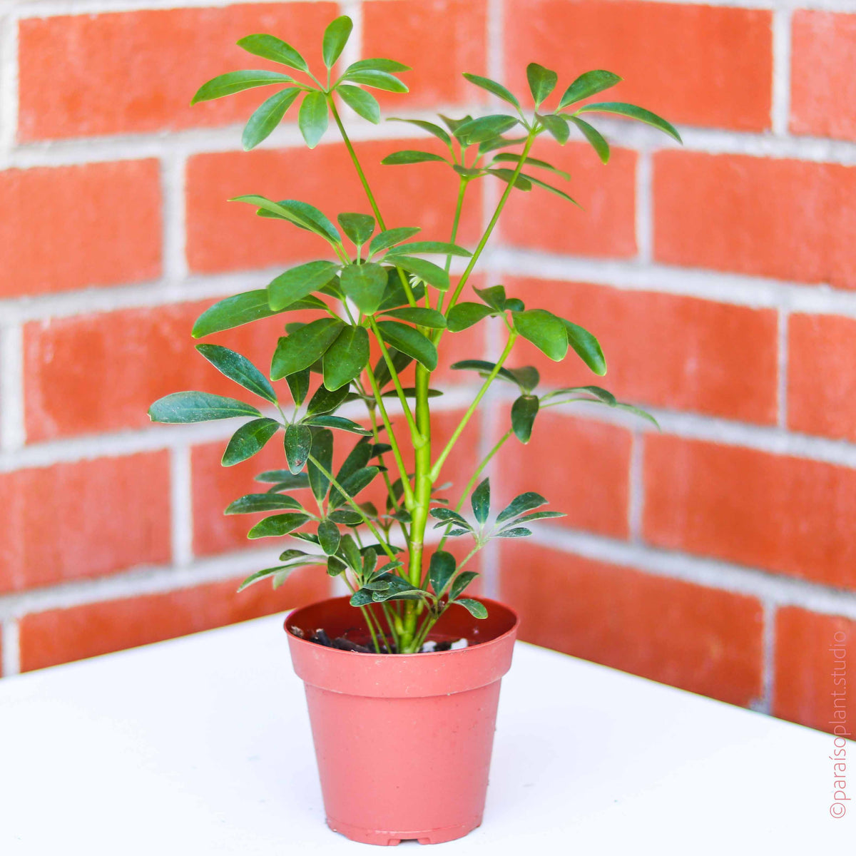 Paraiso-Plant-Studio-