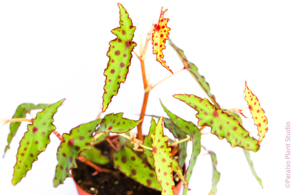 4in Begonia Amphioxus