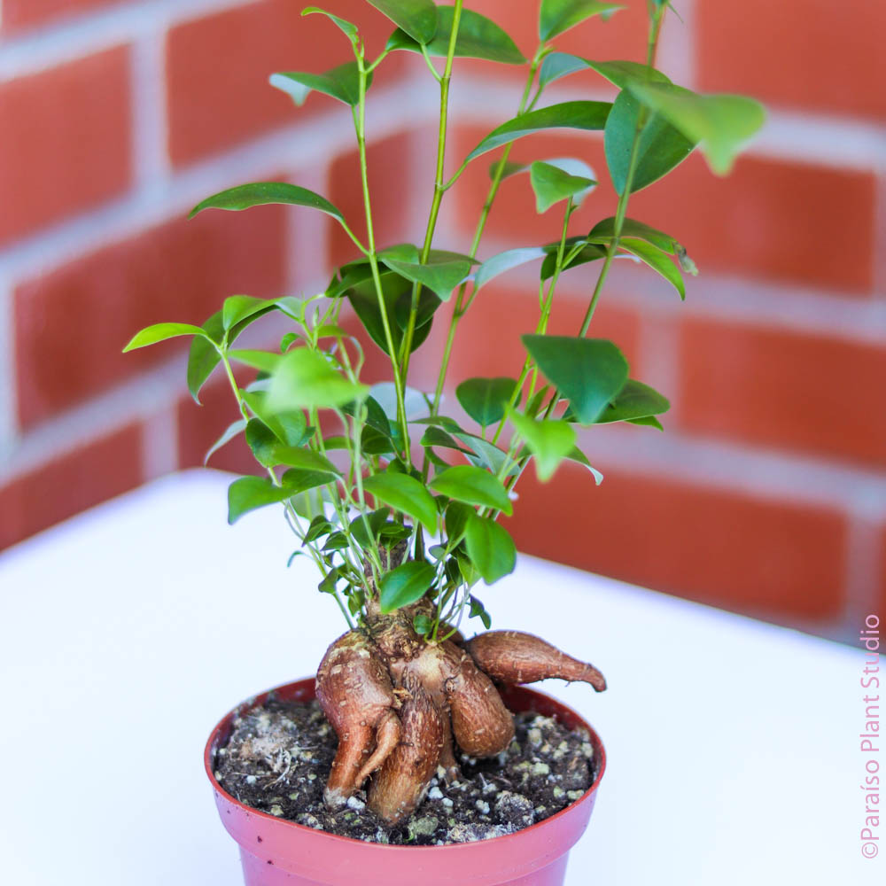4in Ficus Ginseng