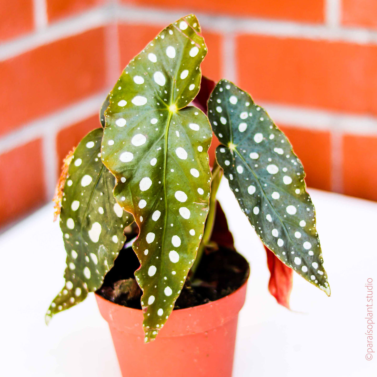 Paraiso-Plant-Studio-