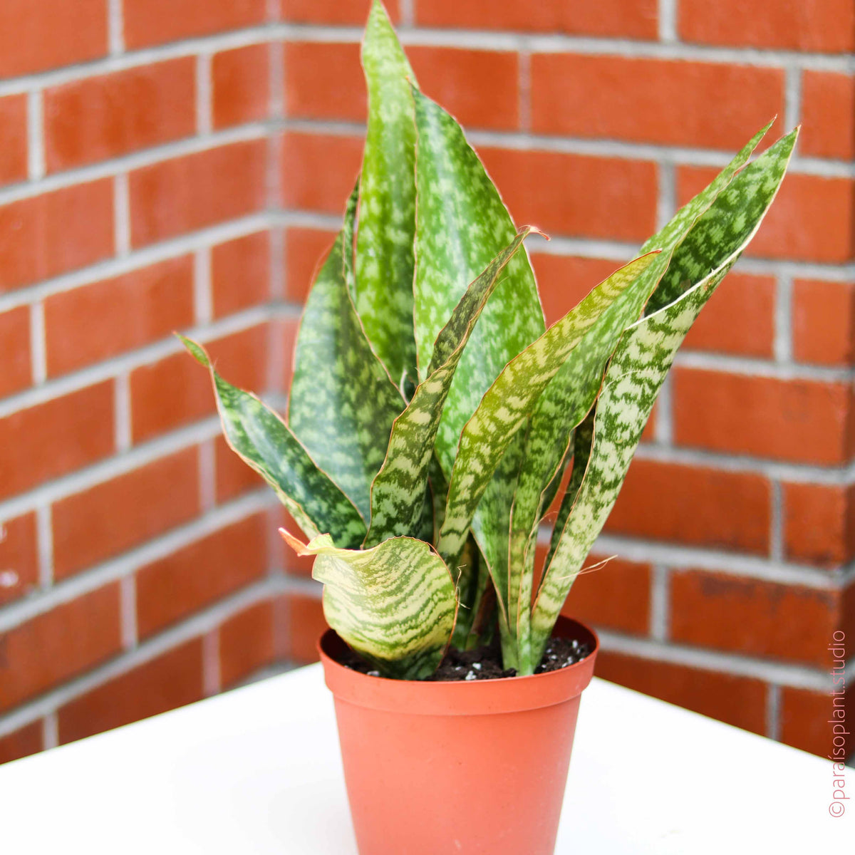sansevieria ayo crown 6in Sansevieria Jaboa – Paraíso Plant Studio