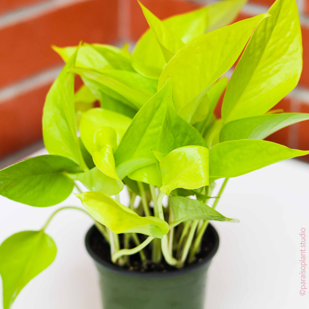 Bright neon leaves of a 4in Pothos Neon in front of a brick wall
