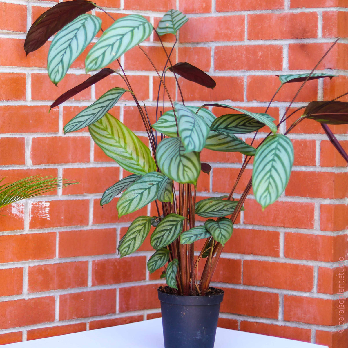 8in Calathea Oppenheimiana – Paraíso Plant Studio