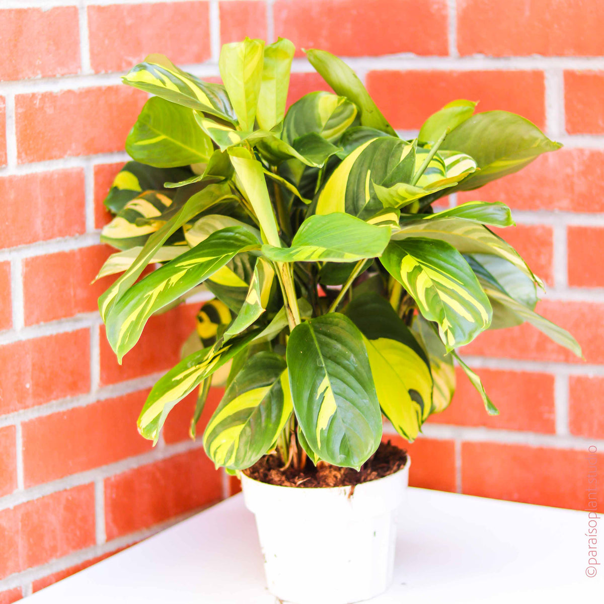 6in Ctenanthe 'Never Never Plant' – Paraíso Plant Studio