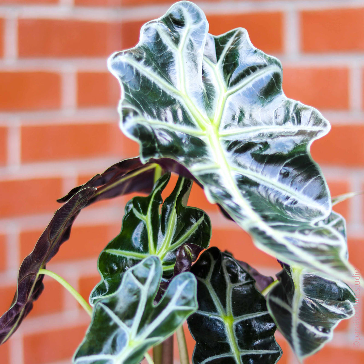 6in-8in Alocasia 'Polly' – Paraíso Plant Studio