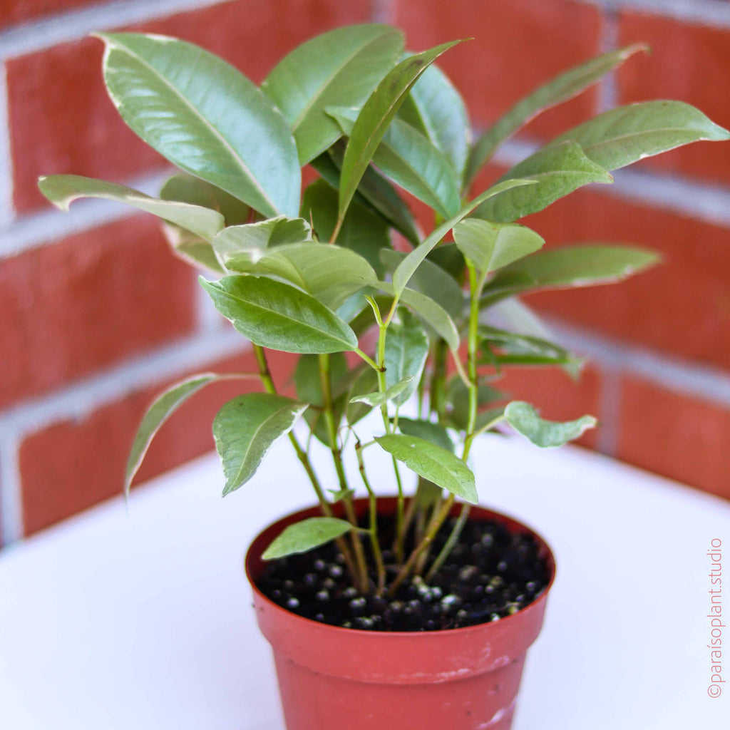 Ficus Elastica Tineke - Small