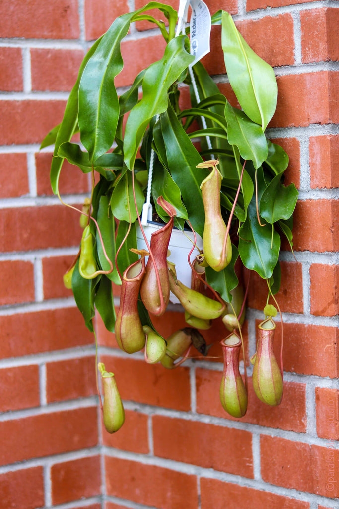 6in Nepenthes Pitcher Plant