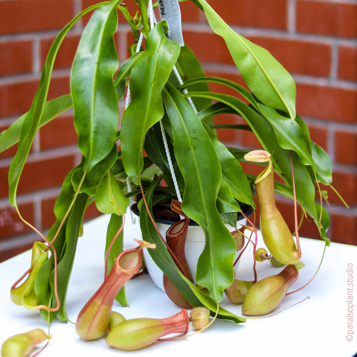 hanging basket for pitcher plant 6in Nepenthes Pitcher Plant – Paraíso Plant Studio