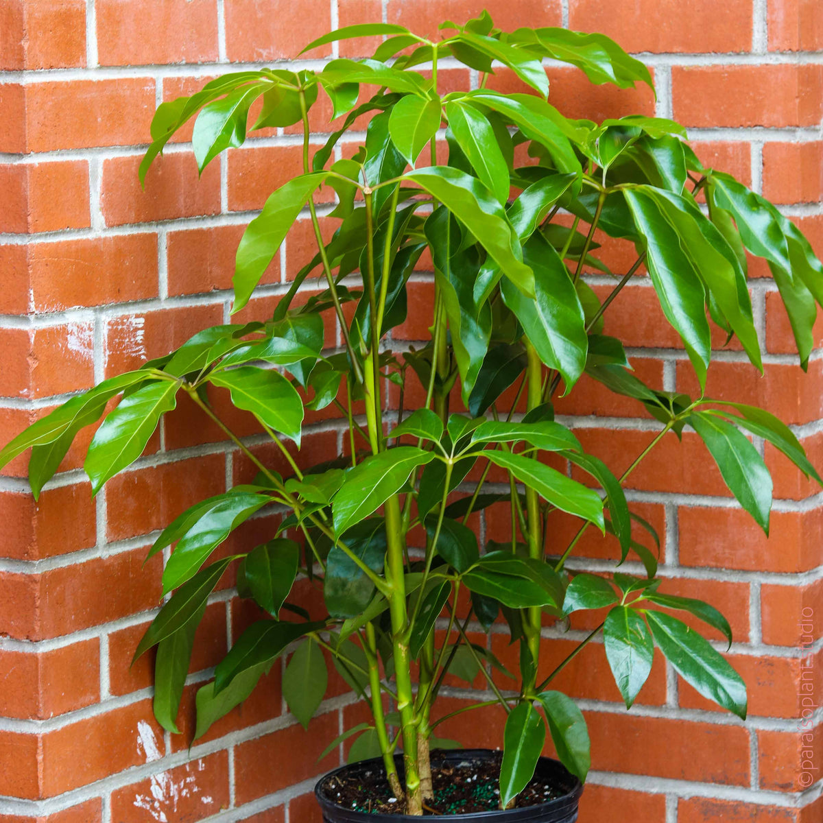 6in-14in Schefflera Amate 'Umbrella Tree'  Paraso Plant Studio