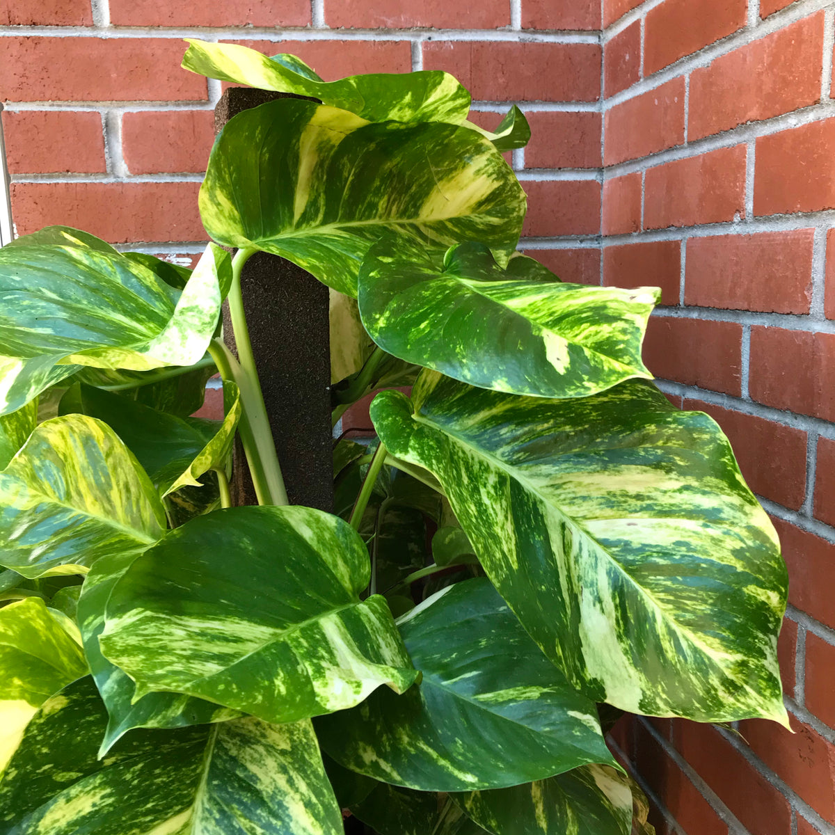 golden pothos variegated Big Leaf Golden Pothos