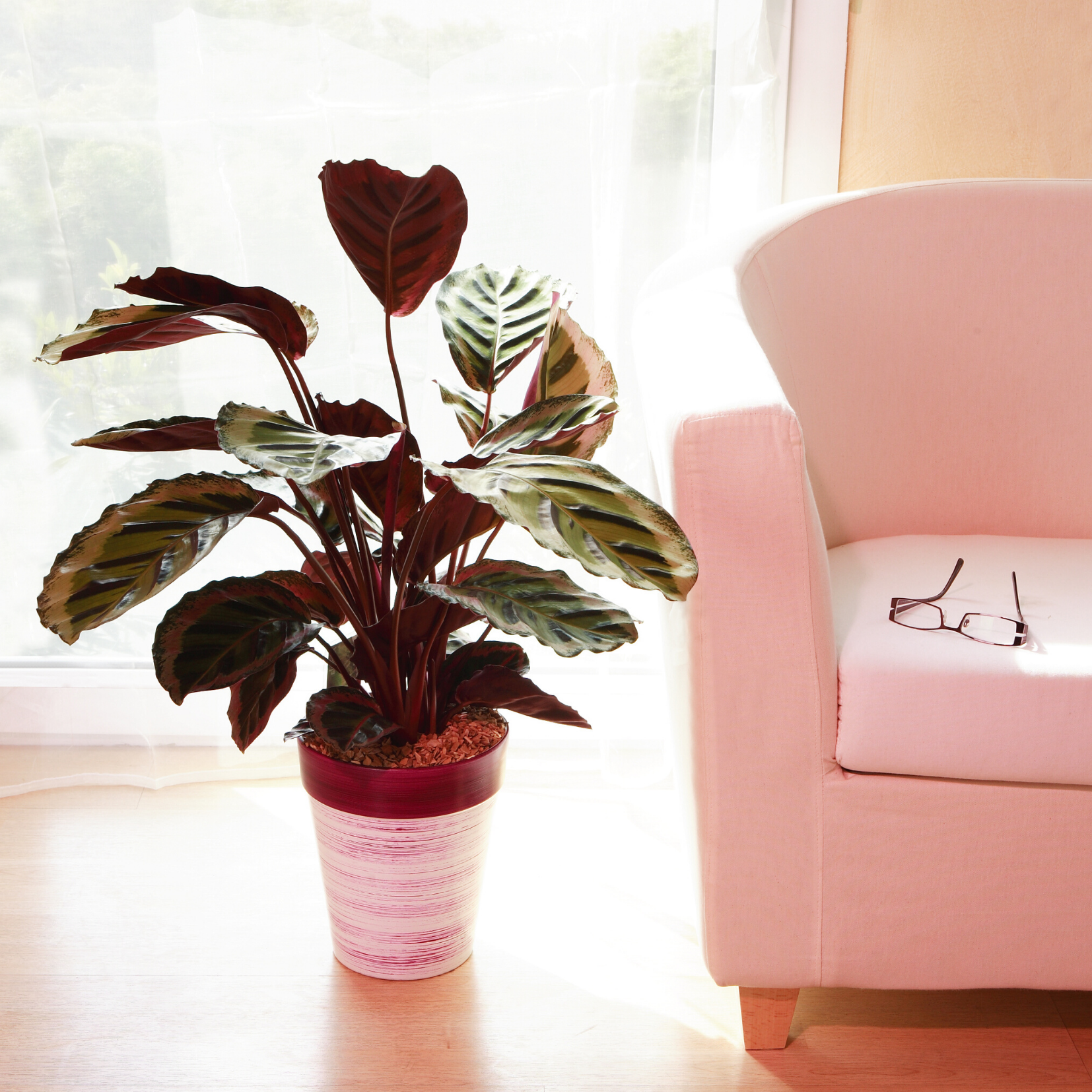 Calathea Care  Paraso Plant Studio