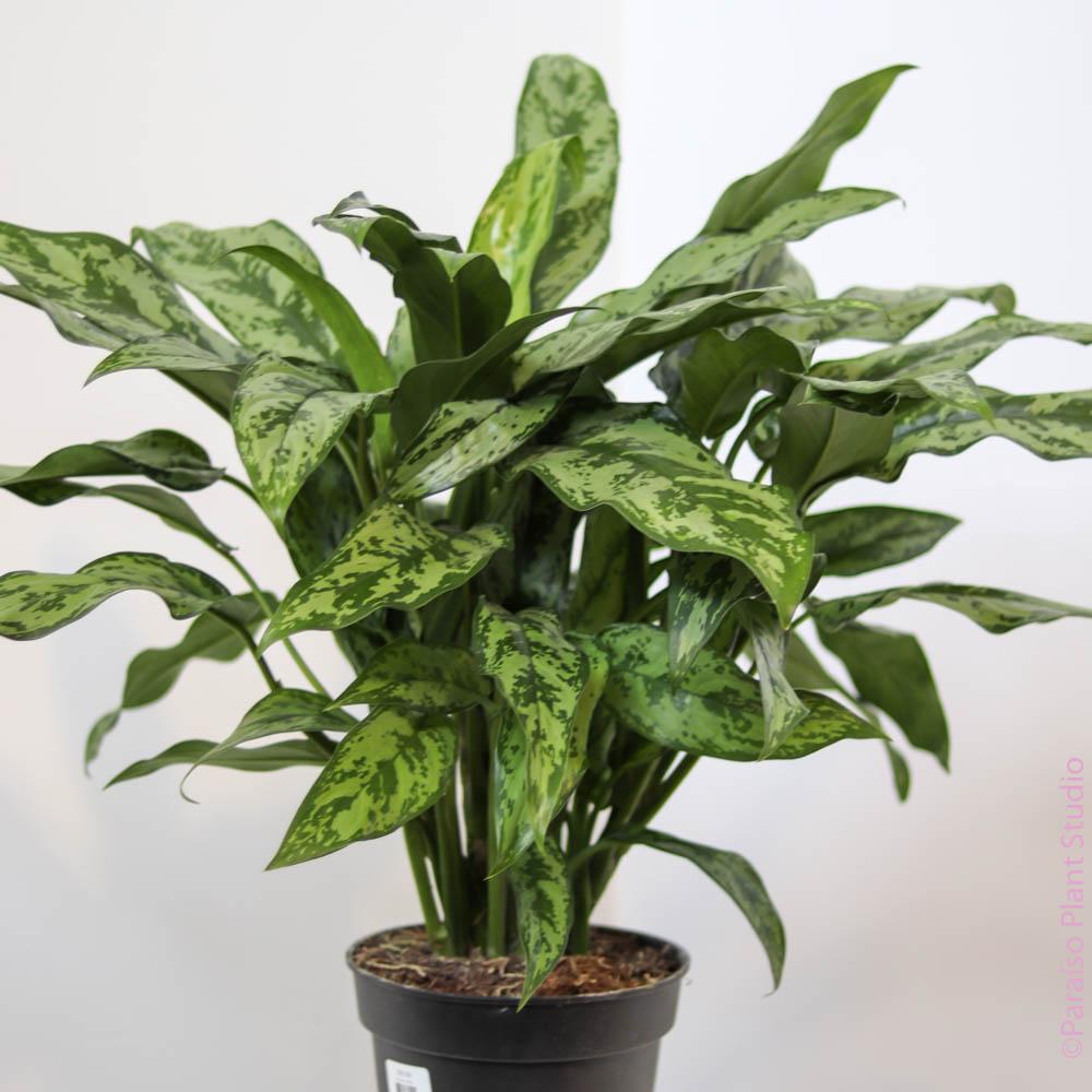 Aglaonema Care  Paraso Plant Studio