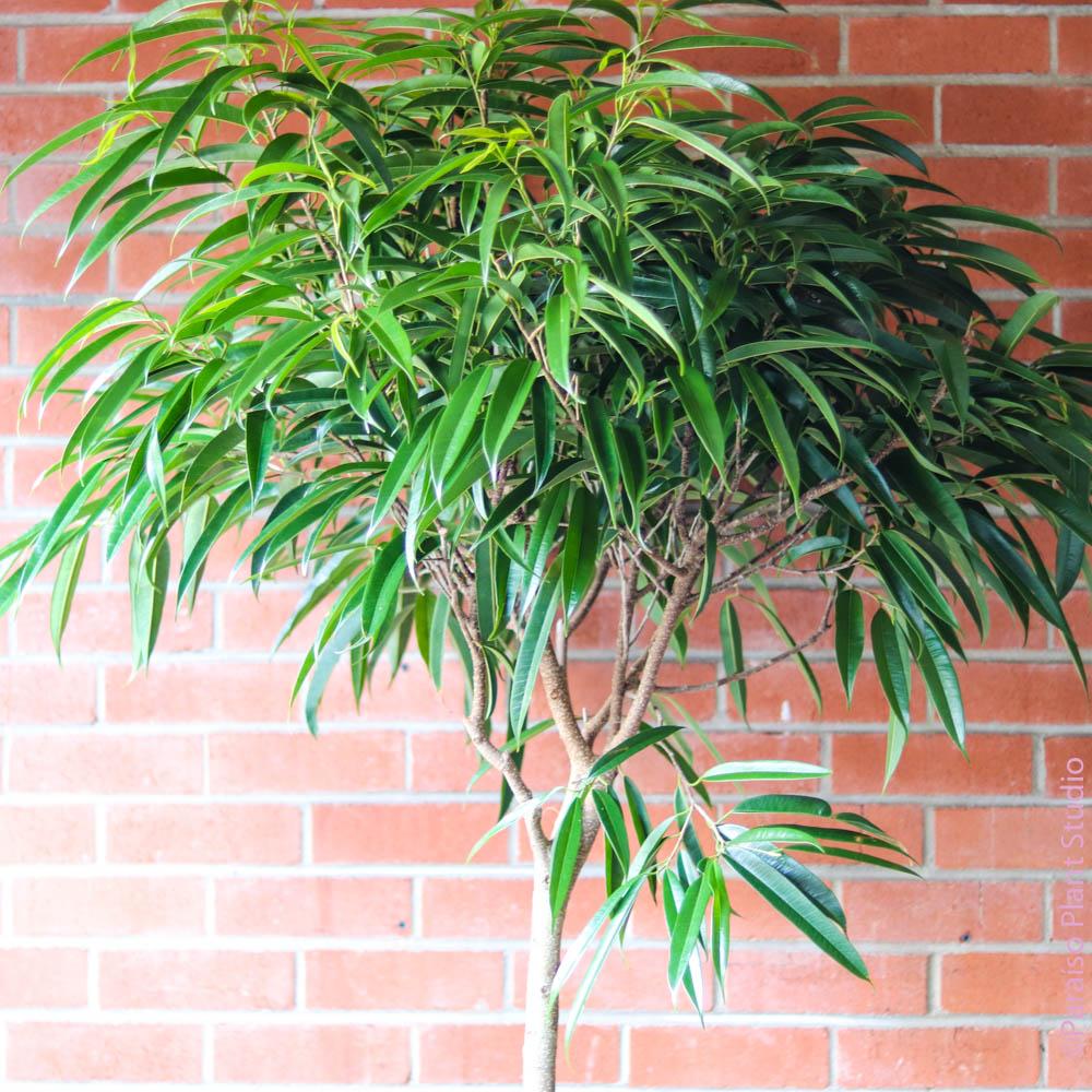 mini monstera variegated Rhaphidophora Tetrasperma Variegated (Mini Monstera) main image 1
