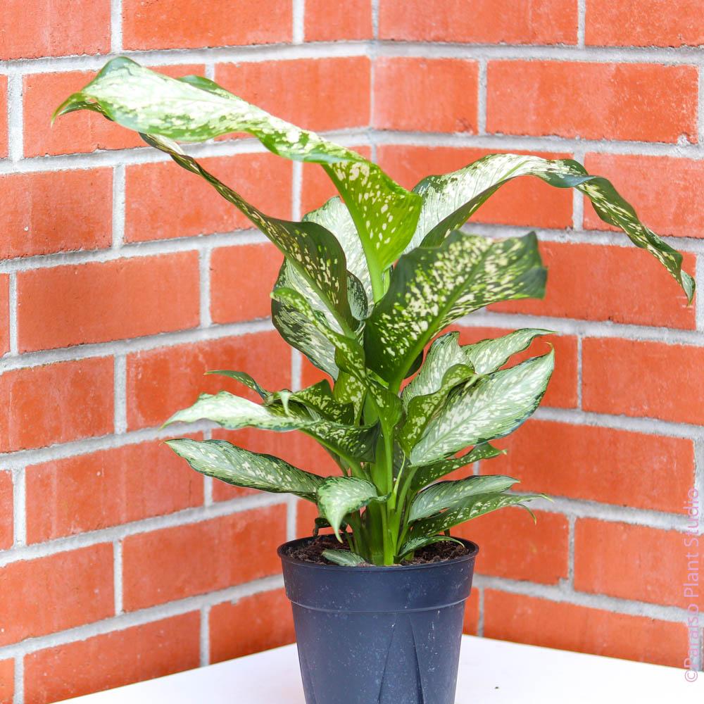 money tree price Money Tree for Sale main image 1