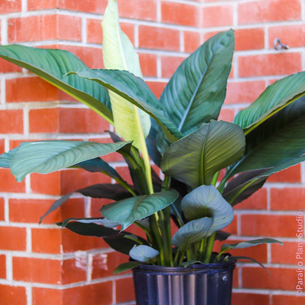 peace lily vs bird of paradise Peace Lily (Spathiphyllum)  Bird of Paradise