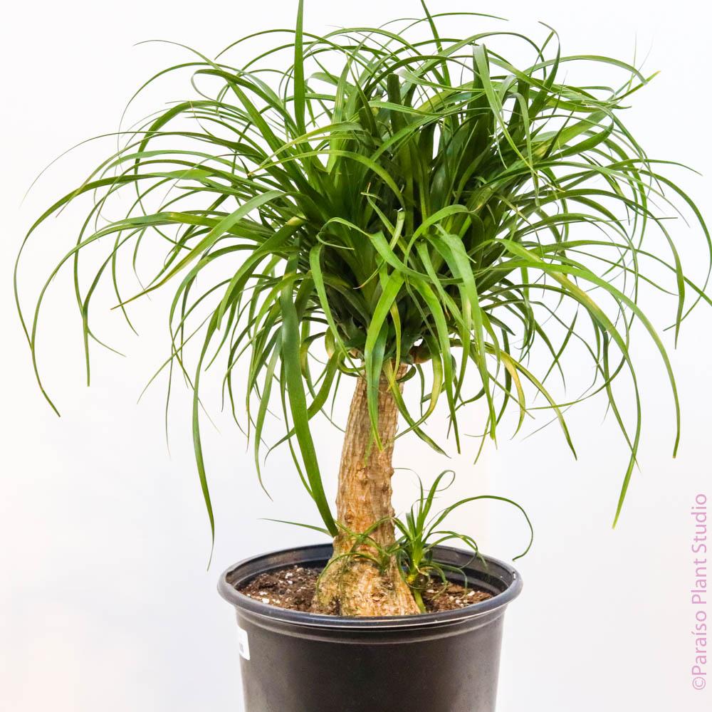 Ponytail Palm