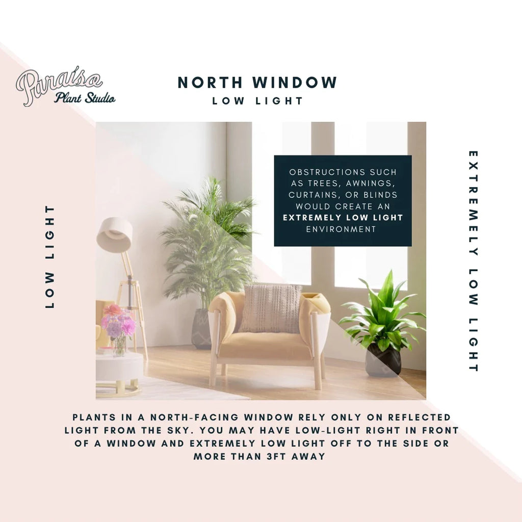 If your windows face north, these plants have the best chance of thriving when placed directly in front of the window.&nbsp;
