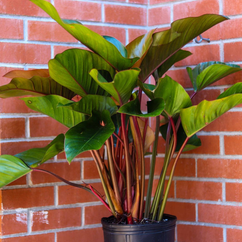 Shop all Philodendron
