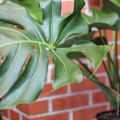 Monstera leaf in front of a brick wall