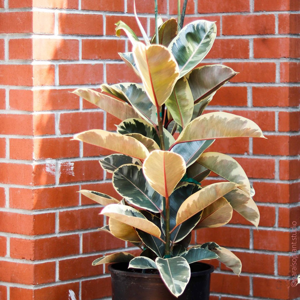 Ficus Tineke against a brick backdrop