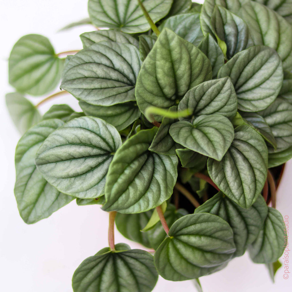 Peperomia Frost plant