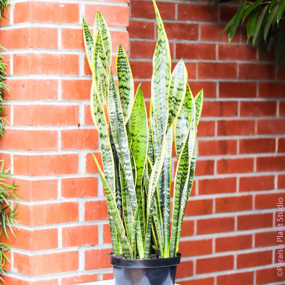 Snake plant in front of a brick wall