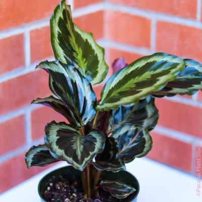 Calathea Medallion in front of a brick wall