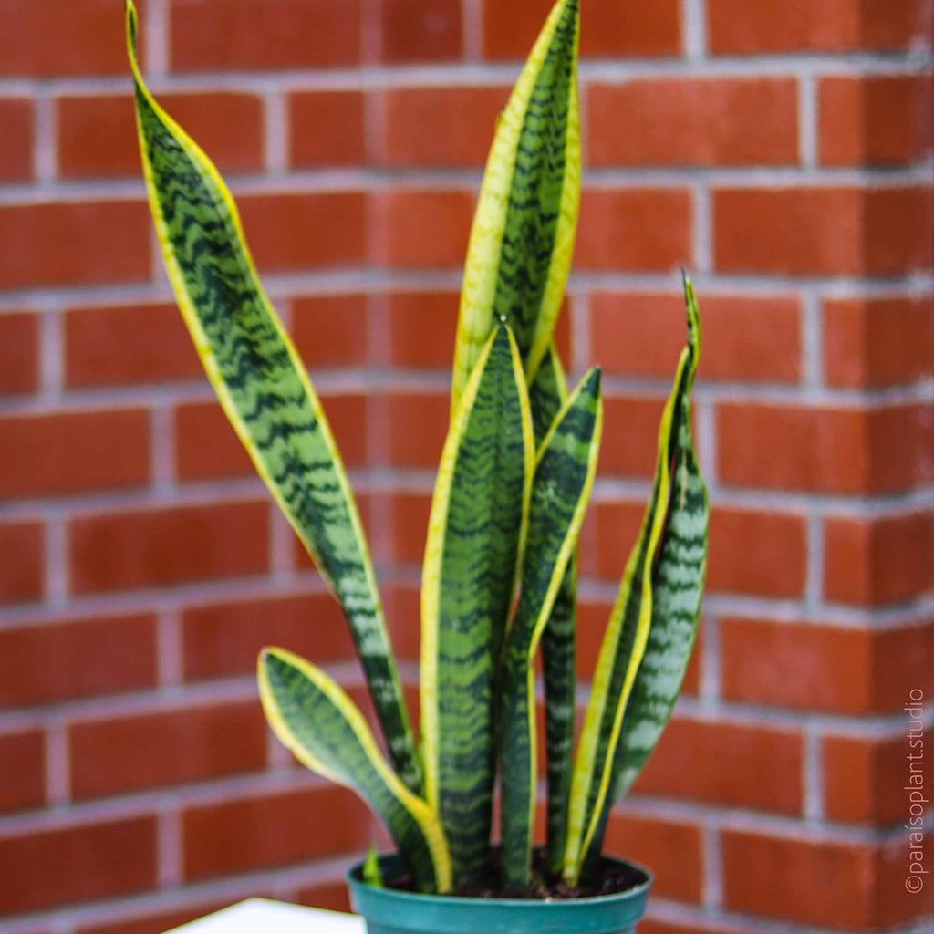 Snake plant in front of a brick wall