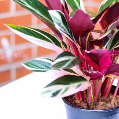 Painted Calathea Medalion in a basket