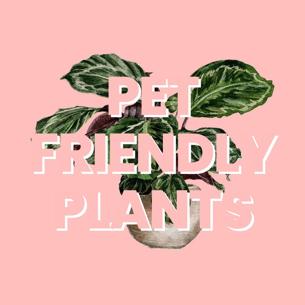 How to Choose Pet-Safe Houseplants A Guide for Pet Owners